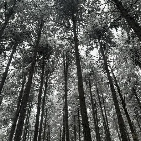 Mika Lejlighed Zlatibor